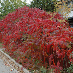 Plant Photo 3