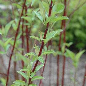 Plant Photo 10