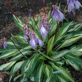 Plant Photo 7