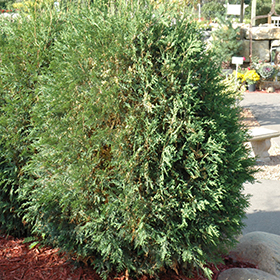 Plant Photo 6