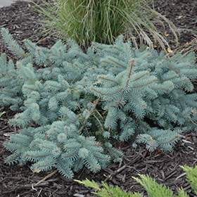 Plant Photo 1