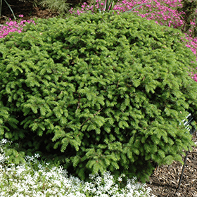 Plant Photo 9