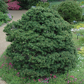 Plant Photo 1