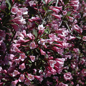 Plant Photo 7
