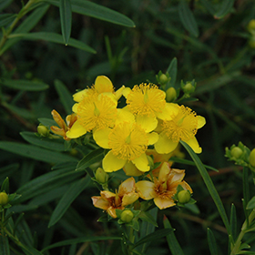 Plant Photo 9