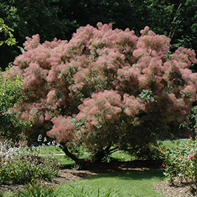 Plant Photo 5