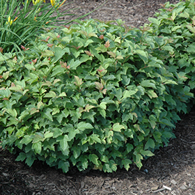Plant Photo 6