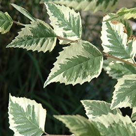 Plant Photo 5