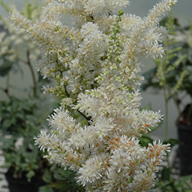 Plant Photo 5