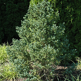 Plant Photo 6