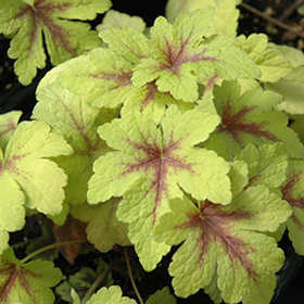 Plant Photo 5
