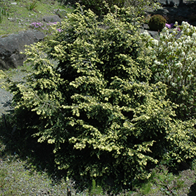 Plant Photo 8