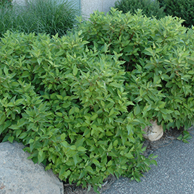 Plant Photo 1
