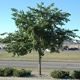 Plant Photo 7