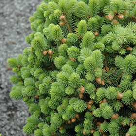 Plant Photo 2