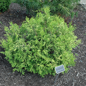Plant Photo 8