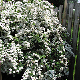 Plant Photo 9