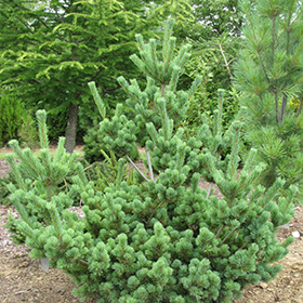 Plant Photo 4