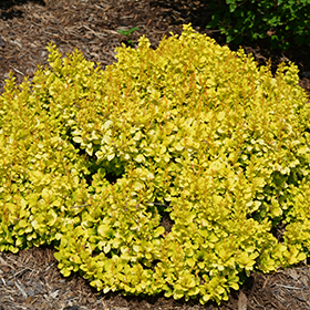 Plant Photo 5