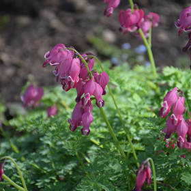 Plant Photo 8