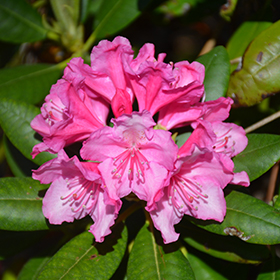 Plant Photo 4