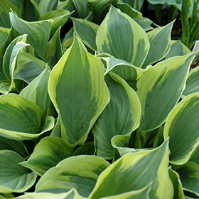 Plant Photo 8