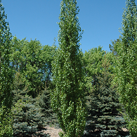 Plant Photo 8
