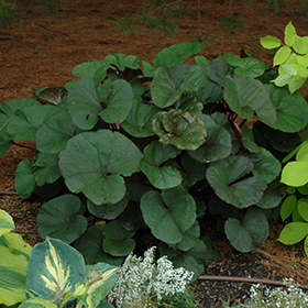 Plant Photo 1