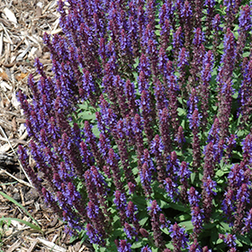 Plant Photo 1