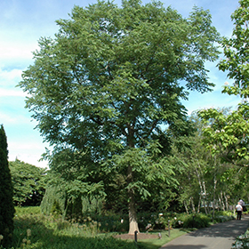 Plant Photo 8