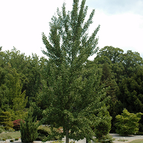 Plant Photo 8