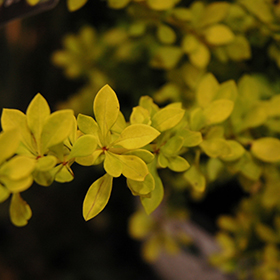 Plant Photo 6