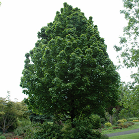 Plant Photo 3