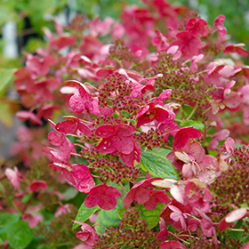 Plant Photo 3