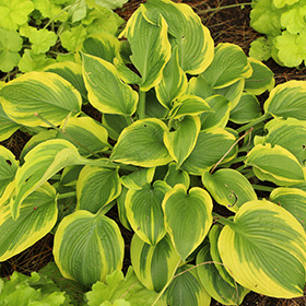 Plant Photo 9