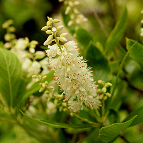 Plant Photo 10
