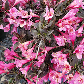 Plant Photo 9