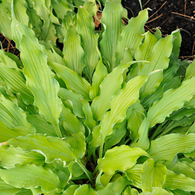 Plant Photo 1