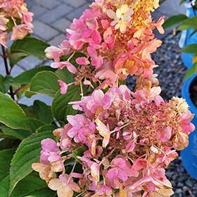 Plant Photo 1