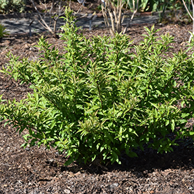 Plant Photo 7