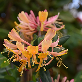 Plant Photo 8