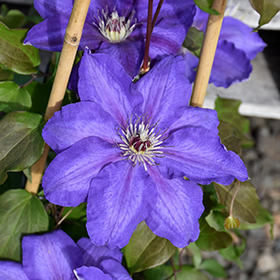 Plant Photo 1