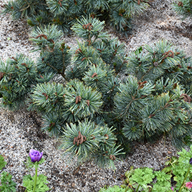 Plant Photo 2