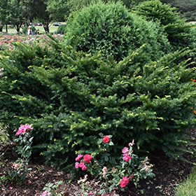 Plant Photo 10