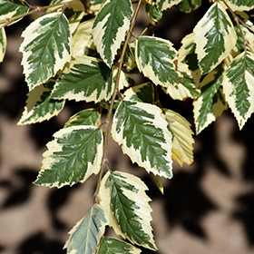 Plant Photo 4