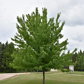 Plant Photo 7