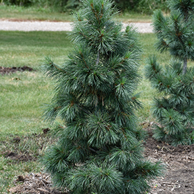Plant Photo 10