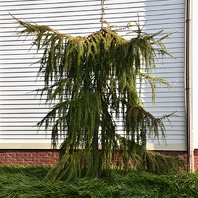 Plant Photo 6