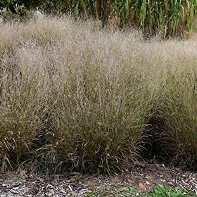 Plant Photo 1