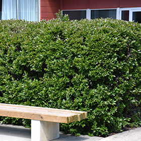 Plant Photo 8